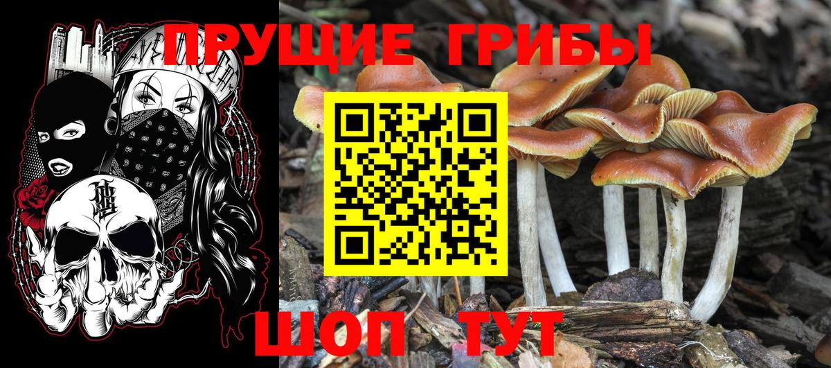 Псилоцибиновые грибы GOLDEN TEACHER Киров